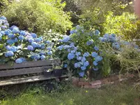 alte Bauernhortensien.webp