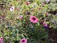 Fingerkraut.webp