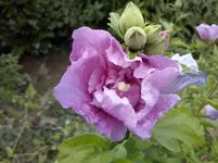 Eibisch.webp