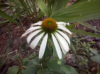 Echinazea (2).webp