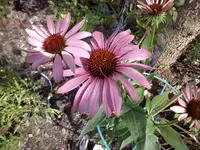 Echinazea.webp