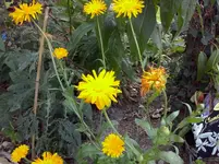 CAM00722.webp
