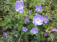 Geranium Roxanne.webp