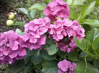 Hortensie (2).webp