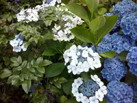Hortensie.webp