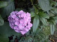 hortensie (3).webp