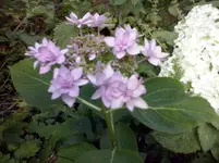 Hortensie (4).webp