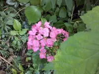 Hortensie (5).webp