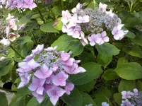 Hortensie (6).webp