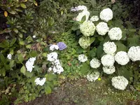 Hortensie und Annabell.webp