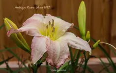 IMG_3284.jpg