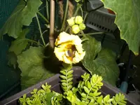 2015-07-26 Luffablüte mit Biene FH.webp
