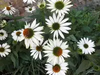 Bilda003.webp