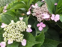 Bilda044.webp