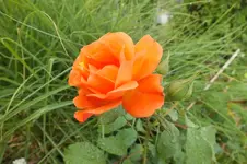 DSCF2450.webp