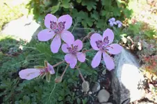 DSCF2455 (2).webp