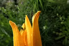 kl. tierchen.webp