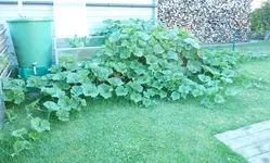kürbus 2 21.07.2015.webp
