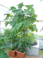 zucchini 27.7.2015.webp