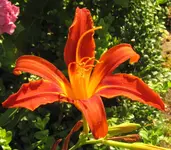 IMG_5924A.jpg