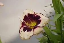 Celebration of Angels.webp
