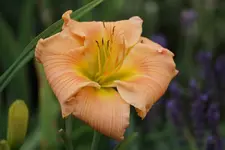 Flaming Fune.webp
