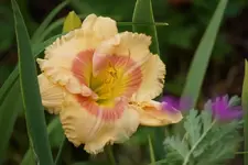 Smgl Biene3.webp