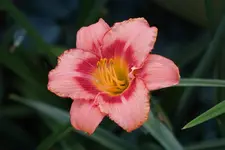 412_5.webp