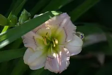 Baby Blues.webp