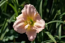 Barbara Mitchell.webp
