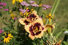 Berleyer Plappertasche.webp