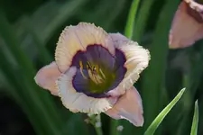 Blue Desire.webp
