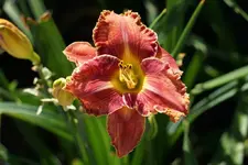 Flora1.JPG