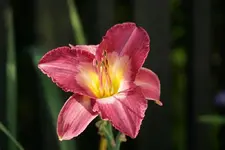 French Porcelain.webp