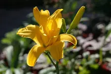 Golden Empaulets.webp