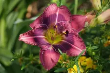 Hilde.webp