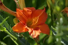Orange Outbreak.webp