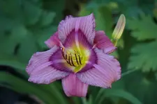 Priscillas Dream.webp