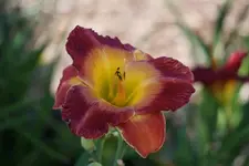 Smgl Albert 5_14.webp