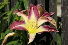 Taunus Purple Spider.webp