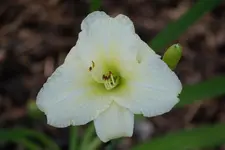 White Tamptation.webp