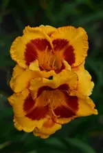 10fooledme.webp