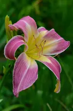 10Orchidcorsage.jpg