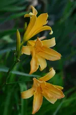 10pixieparasol.jpg