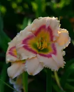10silethelsmith.webp