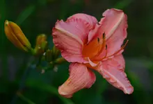 10vonsabine.webp