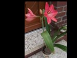 Amaryllis Blüte 07-15.jpg