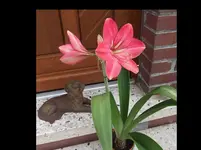 Amaryllis Blüte 27-07-15.webp