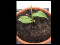 Canna Wildwuchs 07-15.webp