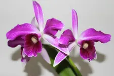 Lae.purpurata.webp